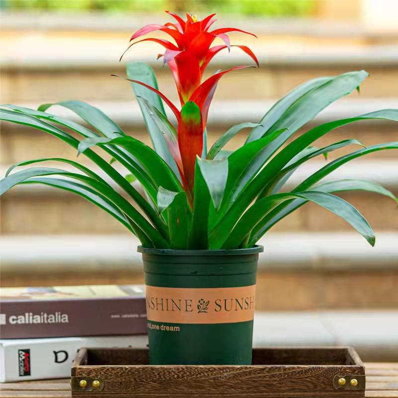 鸿运当头盆栽水培土培绿植四季开花好养植物小红星凤梨花盆景