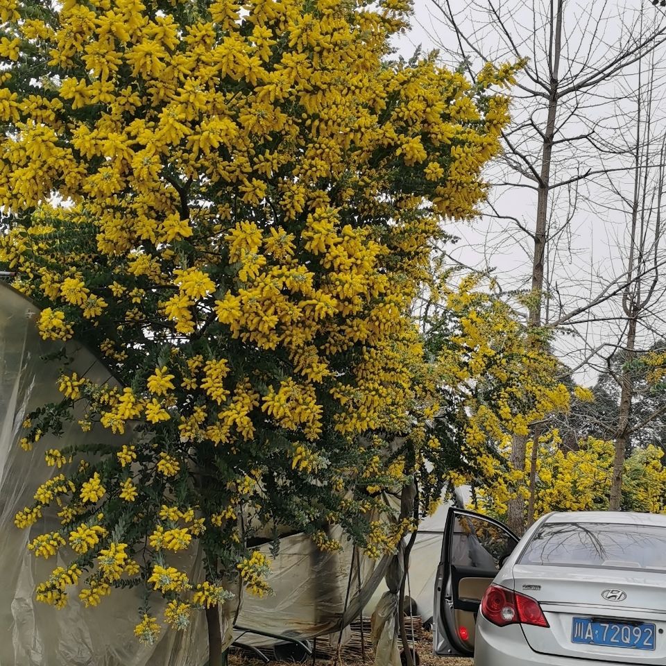 银叶金合欢树庭院美观叶观花植物澳洲品种绿化优选树种