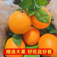 橙子高山纽荷尔脐橙薄皮当季新鲜水果非赣南脐橙桔橘整箱工厂批发