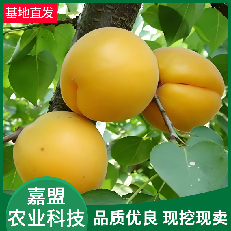 嫁接早熟甜杏子大黄杏树树苗当年结果地栽庭院南方北方种植杏树苗