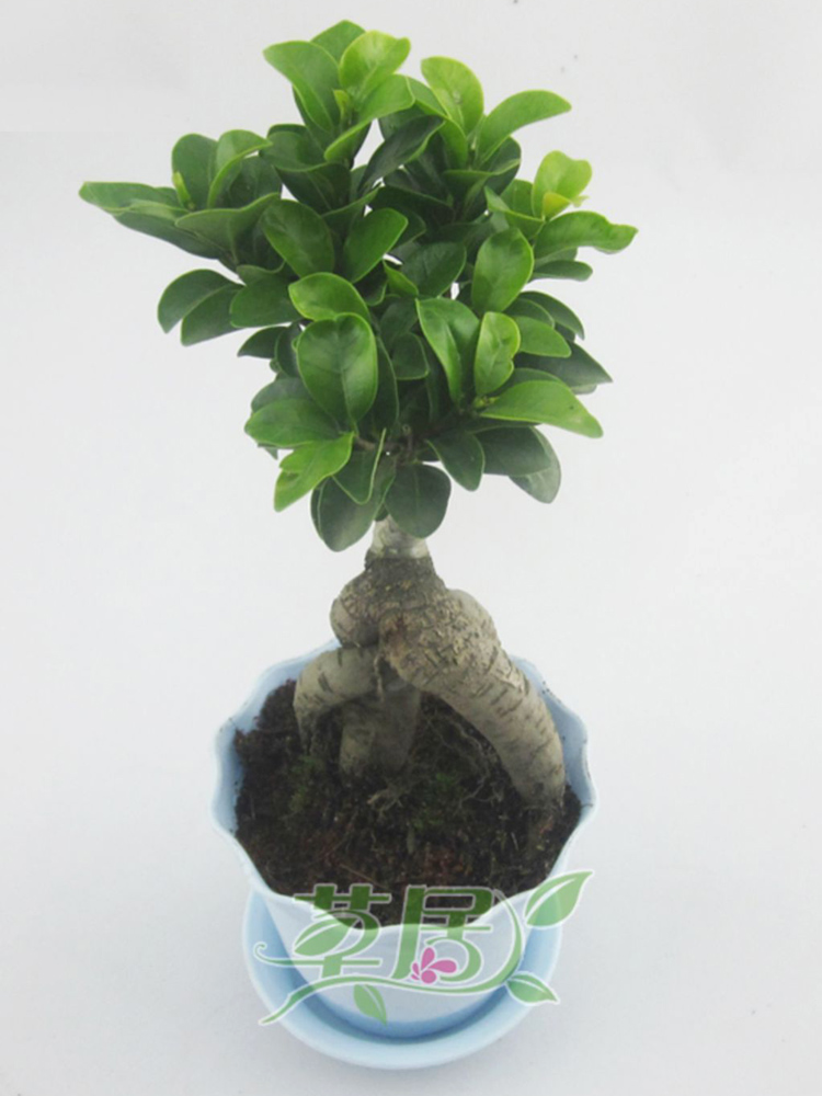 人参榕树苗禅意花卉绿植办公室盆景小树桩盆好养花卉盆栽室内长青