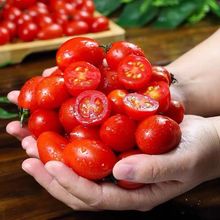 圣女果小番茄当季水果小西红柿新鲜现摘千禧小番茄广西圣女果整箱