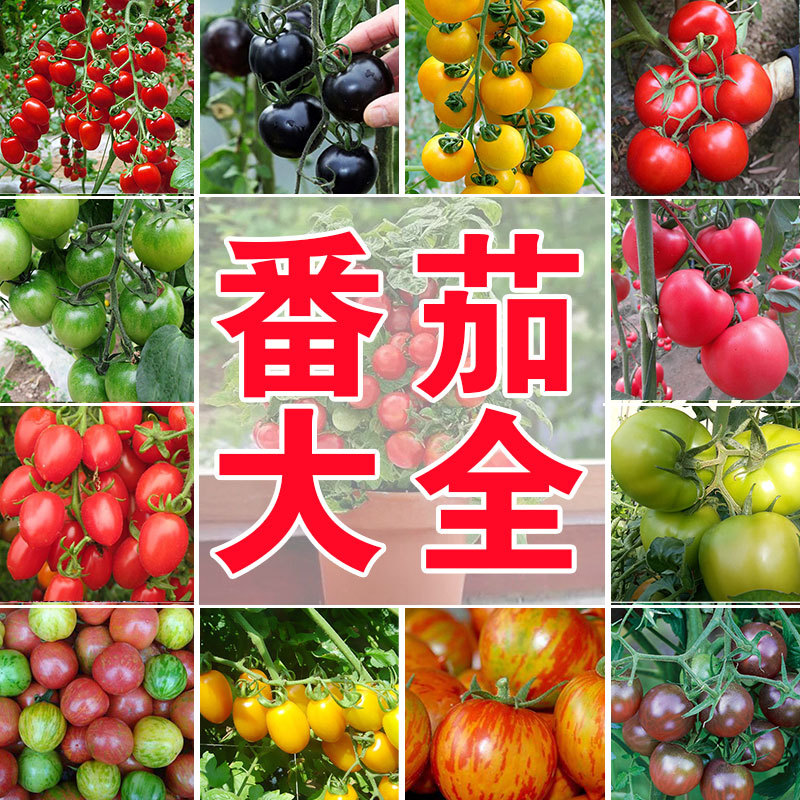 千禧番茄圣女果种子圣女果蔬菜孑春季四季番茄沙瓤盆栽庭院阳台