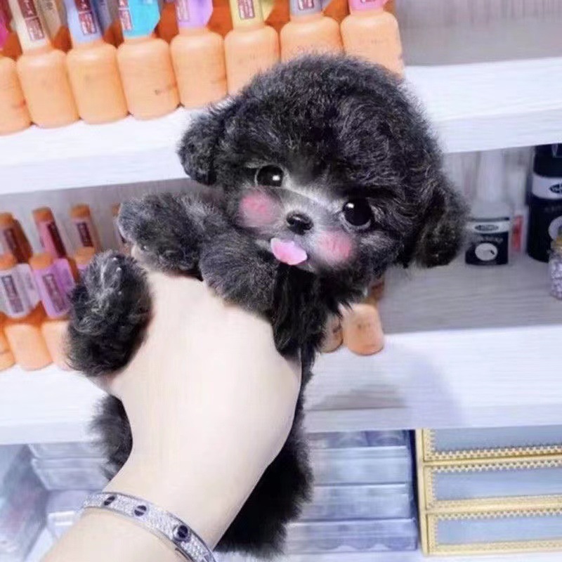 纯种泰迪幼犬活体 飞耳泰迪长不大茶杯犬泰迪 小型犬宠物狗狗