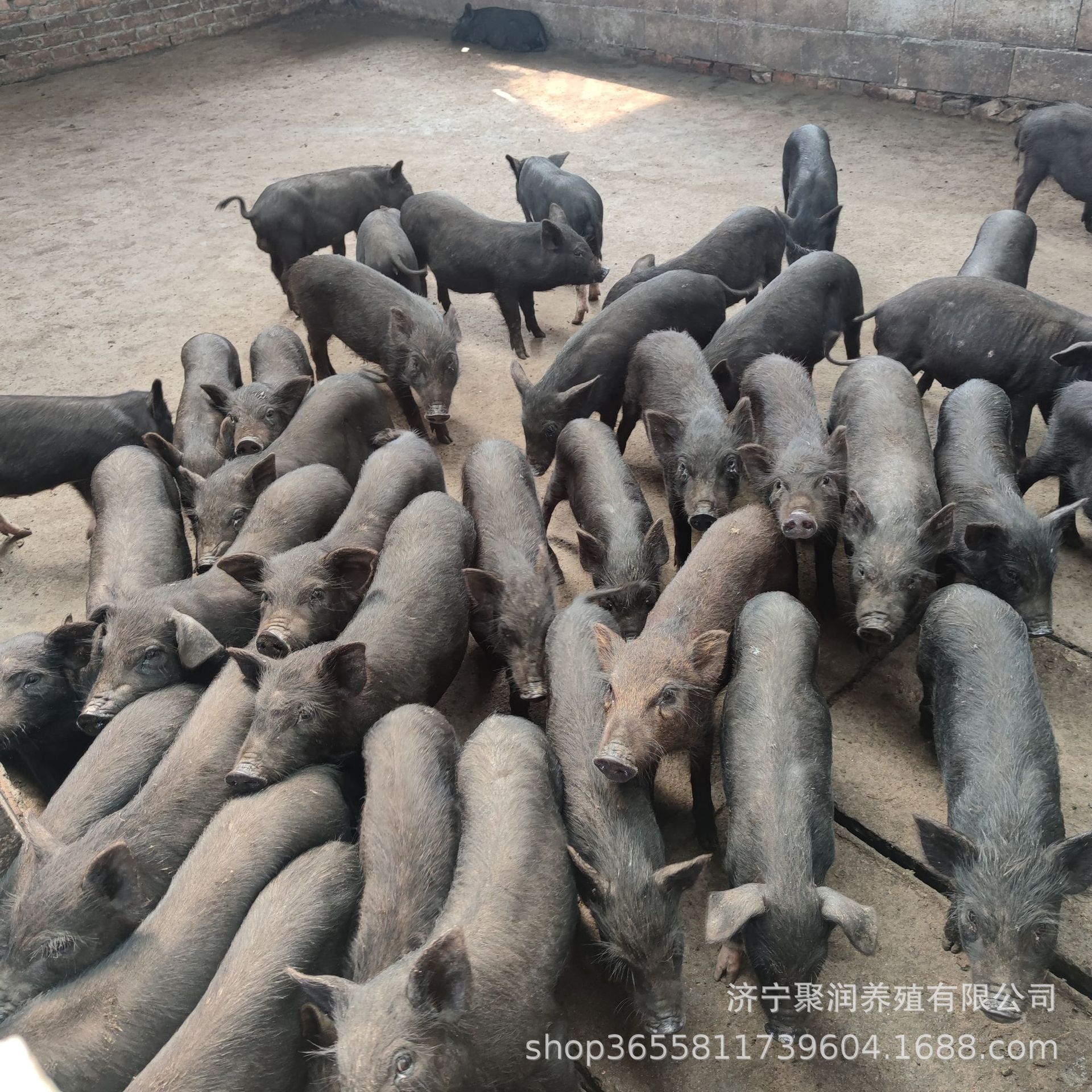 养殖出售藏香猪猪崽活体 散养香猪技术 半大香猪怀孕母猪价格
