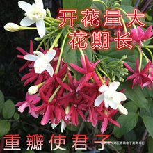 带花使君子大苗 庭院阳台藤本攀爬香花植物 围墙爬藤植物