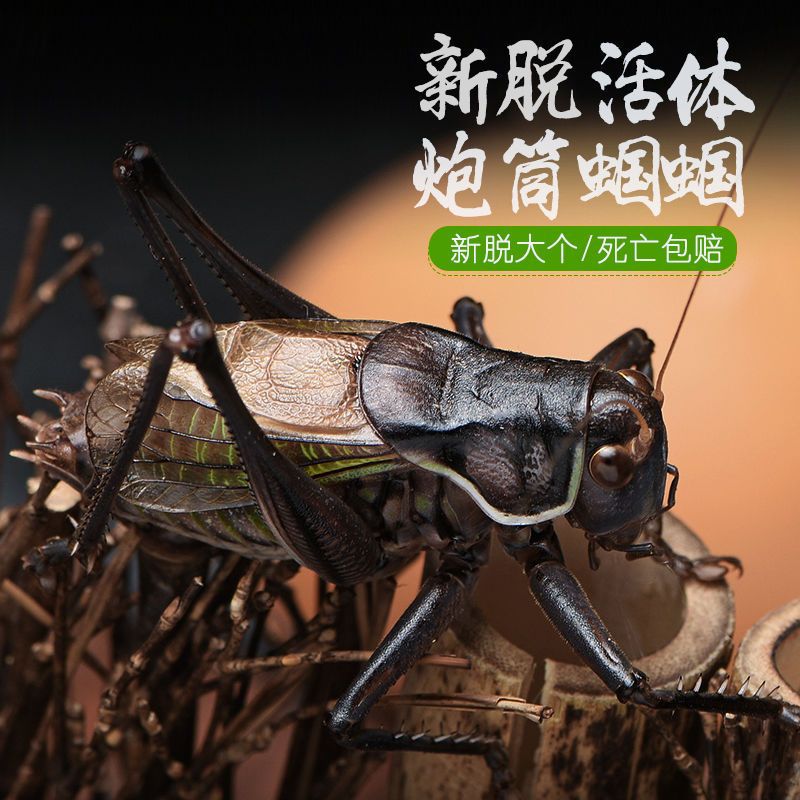 蝈蝈活物活铁鸣虫活体超大幼虫憨叫大肚子叫铁皮绿宠物-阿里巴巴