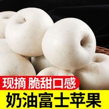 新鲜奶油烟台苹果牛奶脆甜富士苹果现摘现发新鲜白苹果奶油果批发