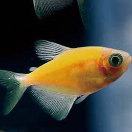 糖果天使鱼热带鱼 黄绿紫红蓝老虎天使鱼活体宠物观赏鱼淡水鱼