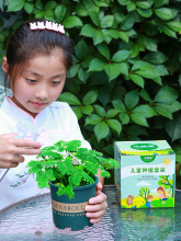 幼儿园植物含羞草儿童种植小盆栽室内趣味花卉害羞草阳台花种籽子