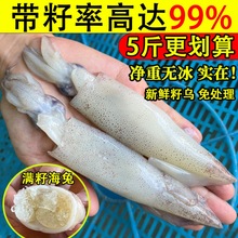 籽乌海兔子满籽全籽带籽海鲜水产鲜活小鱿鱼笔管鱿墨鱼仔笔管鱼