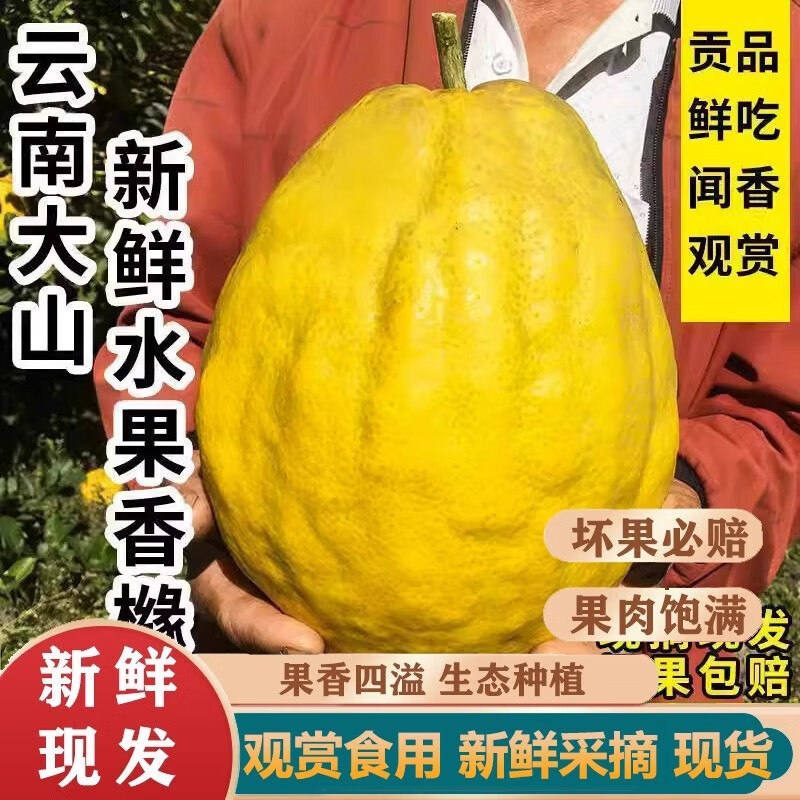 云南香橼果青果大果新鲜香橼果佛手柑水果农家自种新鲜香橼果5斤