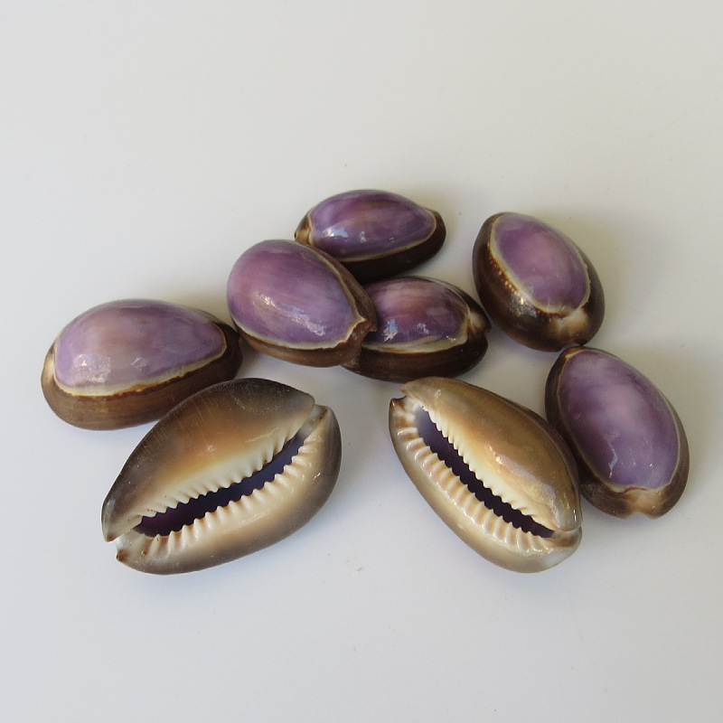 打孔小贝雪山紫宝螺 工艺挂件装饰品小螺贝 工艺品雪山紫宝螺原料