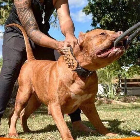 出售纯种比特幼犬活体斗狗比特犬狩猎犬家护院比特犬幼崽-阿里巴巴