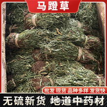 马蹬草中药材批发 过桥草 还阳草马灯草小石韦仙草各种冷背奇代发