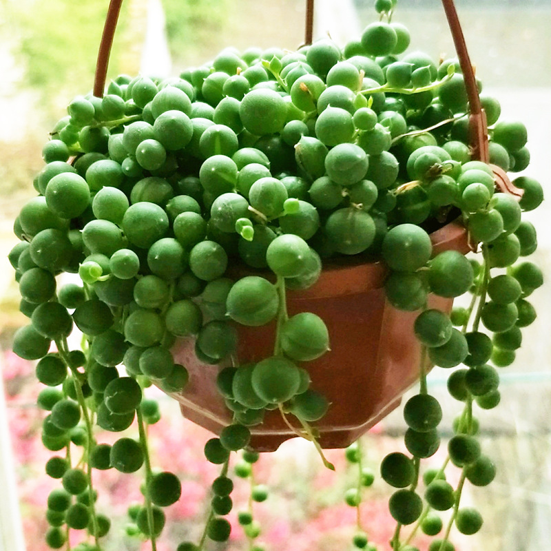 佛珠情人泪珍珠吊兰盆栽组合肉肉多肉植物绿植花卉室内办公室新款