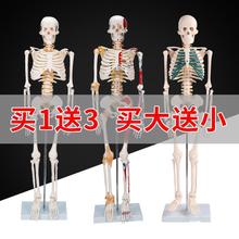 85cm180cm人体骨骼模型骨架可拆卸 人体脊柱模型仿真小白骷髅标本