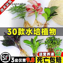 水培植物富贵竹绿萝萝室内盆栽好养客厅花卉桌面玻璃鱼缸水养绿植