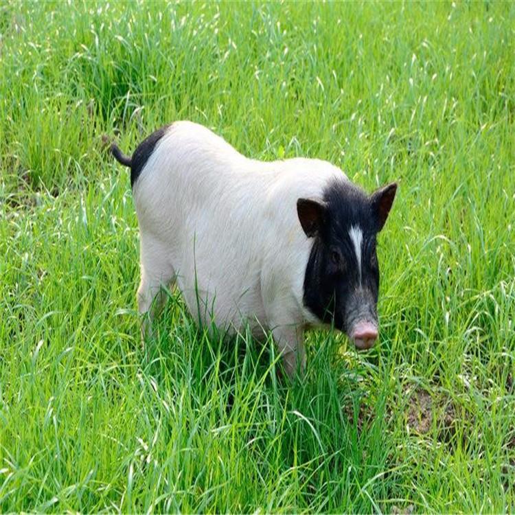 收购巴马香猪小猪苗 活物巴马香猪收购 养殖基地