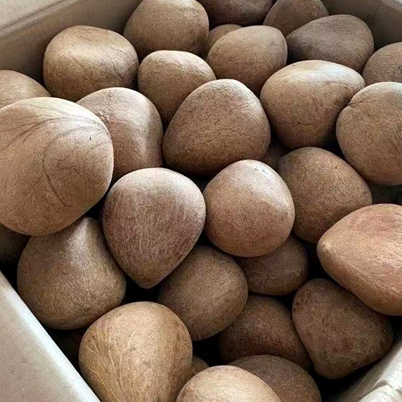 海南老椰子椰子皇小椰子海椰皇干椰子肉海底椰王炖汤椰盅椰子鸡