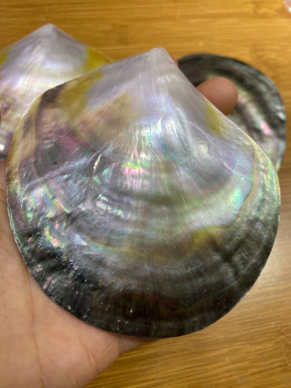 炫彩光泽黑蝶贝 黑色蝴蝶贝 原生态天然贝壳海螺 拍摄道具背景板