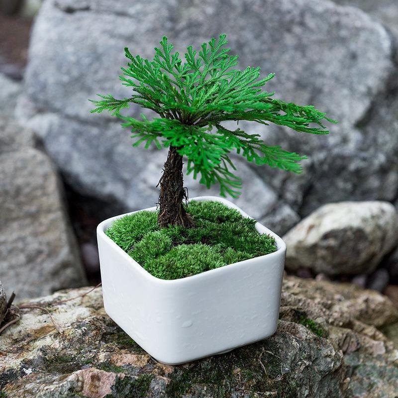 好养活迷你小盆栽绿植物办公室内桌面盆景九死还魂草野生卷柏蕨类