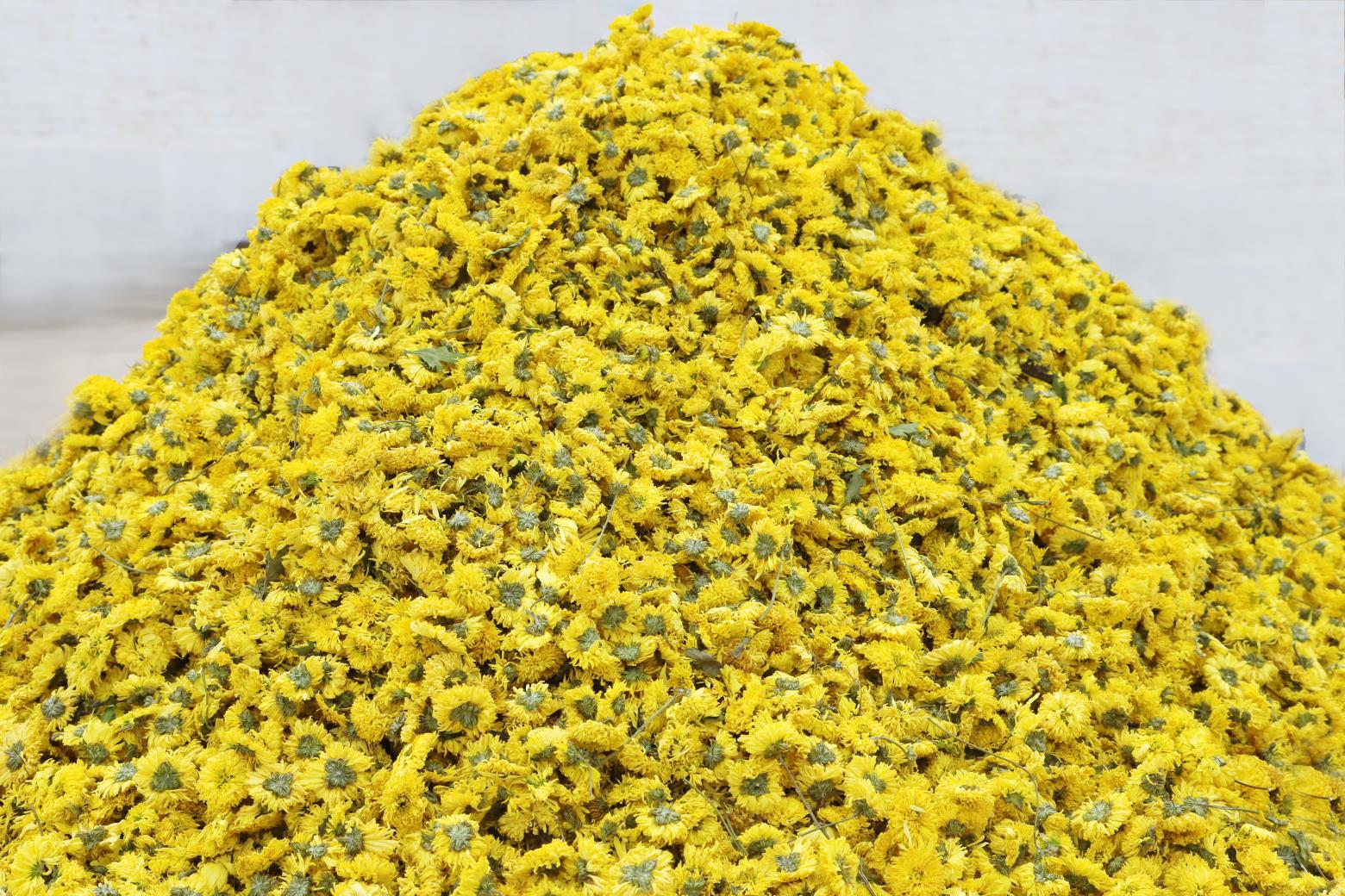 冰菊菊花茶500g   散货厂家批发   朵大不散无硫贴牌代加工