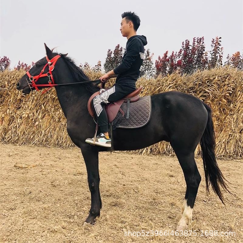 教学骑乘伊犁马活体价格影视婚庆骑乘伊犁马多少钱一匹伊犁马活物