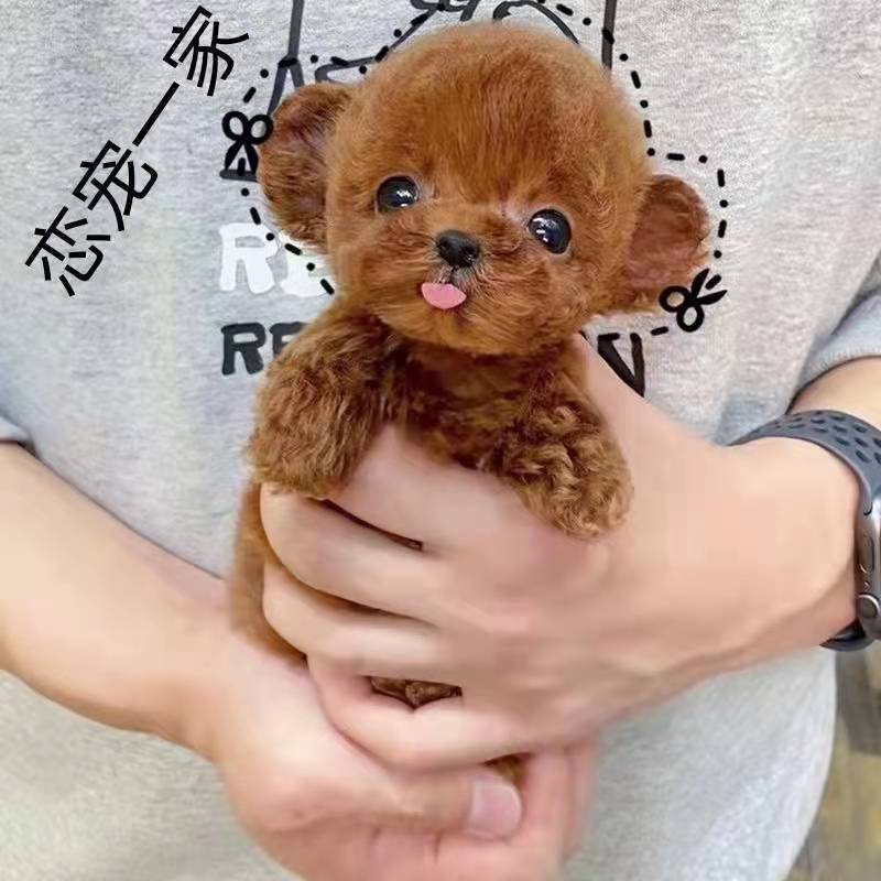 小泰迪狗纯种