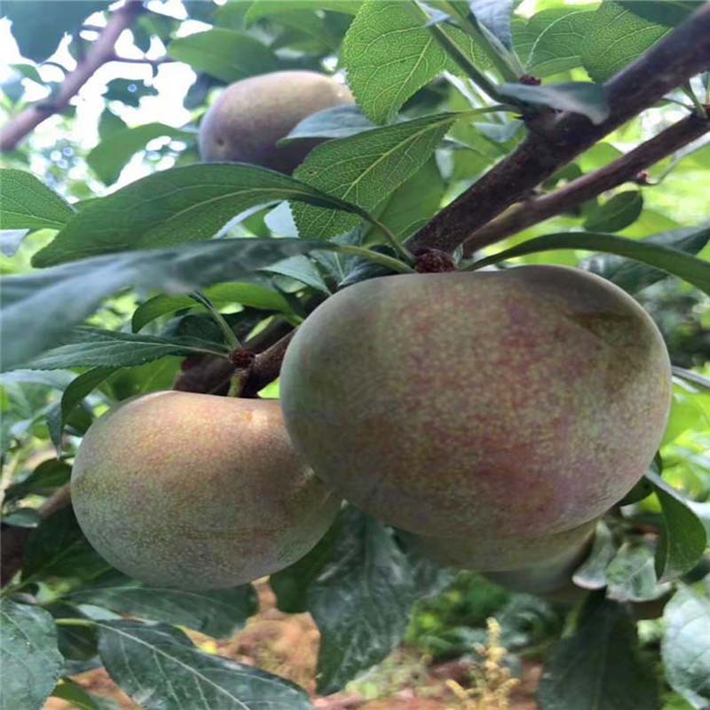 李子树苗新品种批发 恐龙蛋杏李树苗价格 品种李子苗基地现挖现发