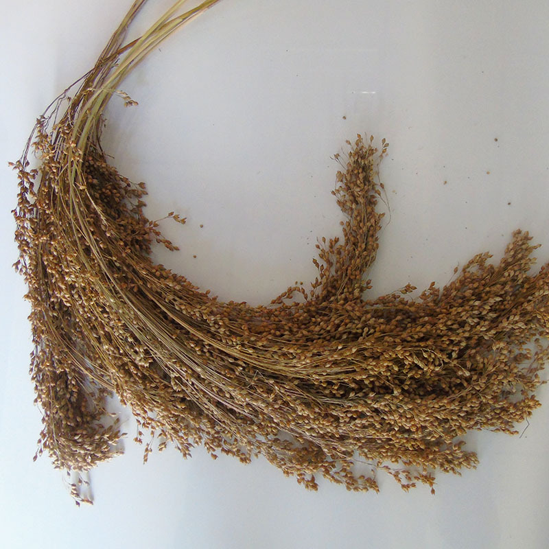 黍子穗500克 糜子穗 仓鼠鹦鹉造景用品零食玩具