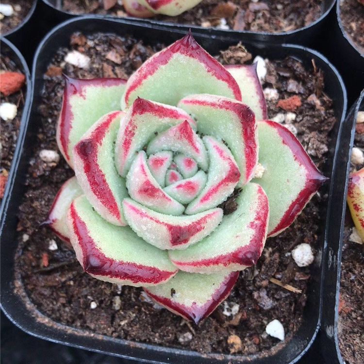 种植基地批发多肉盆栽品种 天狼星单头盆6.