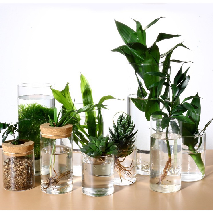 批发玻璃花瓶透明水培植物绿萝水养容器花盆桌面绿植水养器皿摆件