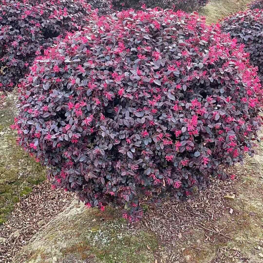 红花檵木球红花继木球四季常青球形植物开花彩叶树苗庭院小区绿化