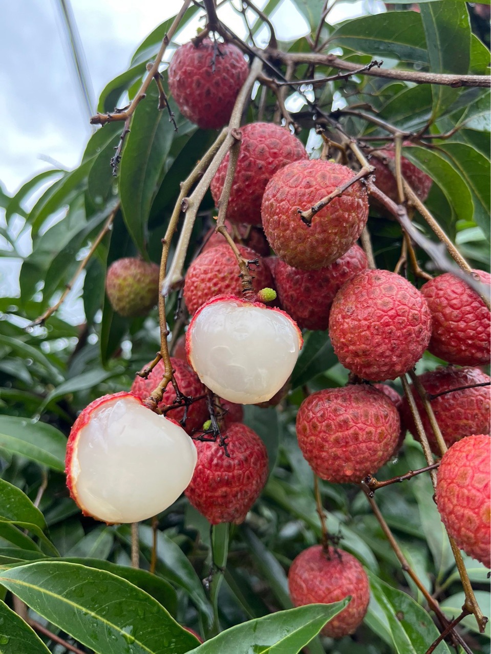 福建黑叶荔枝乌叶荔枝新鲜采摘一件代发