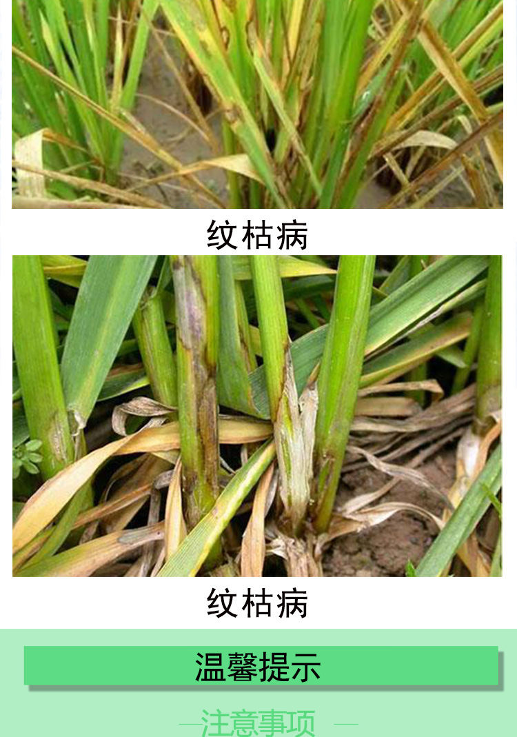 美谐50%苯甲丙环唑水稻蔬菜果蔬纹枯病稻曲病白粉病杀菌剂10克