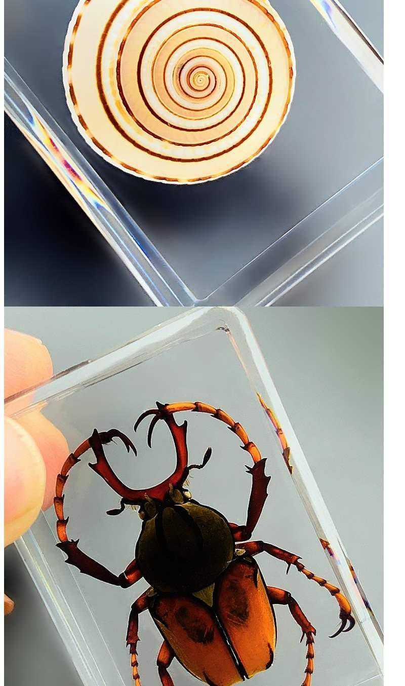 昆虫标本天然树脂海洋动物树脂标本独角仙金龟子螃蟹真虫幼儿园
