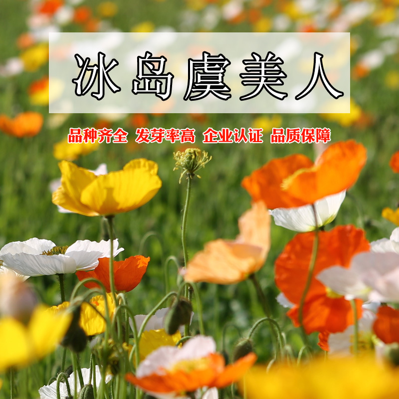 基地批发草花子冰岛虞美人花种籽易活花种子阳台四季开花盆栽庭院