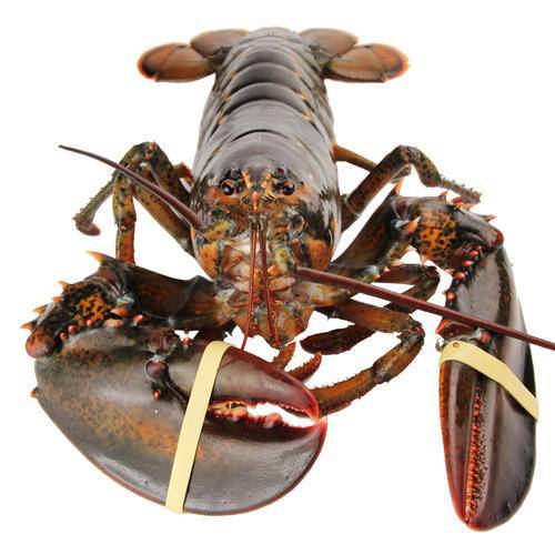 【波龙龙虾】-波龙龙虾厂家,品牌,图片,热帖-阿里巴巴