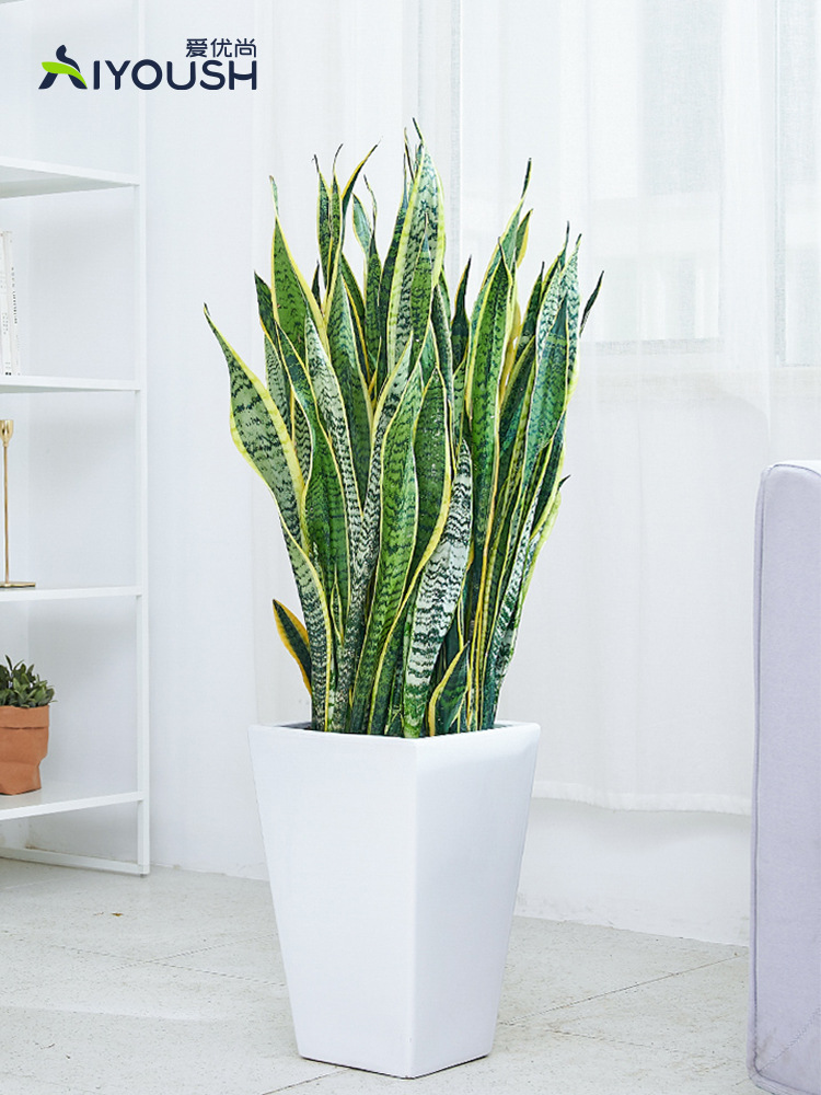虎皮兰植物大中型室内盆栽花盆客厅吸甲醛净化空气北欧虎尾兰绿植