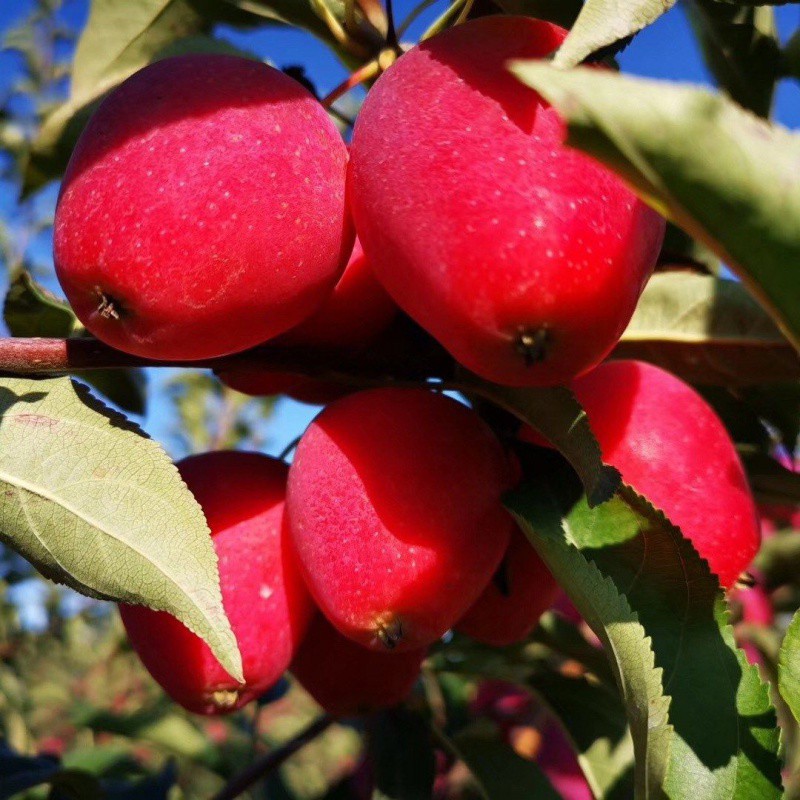 东北鸡心果新鲜水果海棠果花红果沙果孕妇甜脆k9小苹果1斤5斤包邮