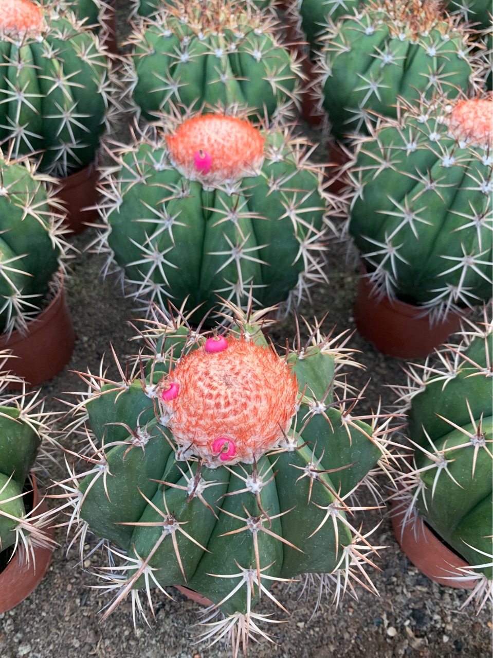 基地直供 仙人球掌形多肉 实生层云 花座球属易养强刺