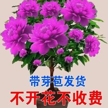 【带芽苞】千里香花卉大全驱蚊绿植盆栽耐高温南方北室内庭院种植