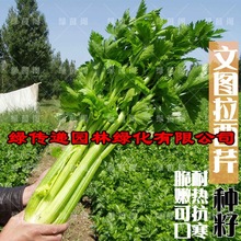 文图拉西芹籽四季脆嫩芹菜种子玻璃实芹耐寒抗热春夏秋季蔬菜种孑