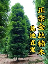 金丝楠木树苗四川正宗小叶桢楠大树名贵树苗庭院绿化盆栽四季常青