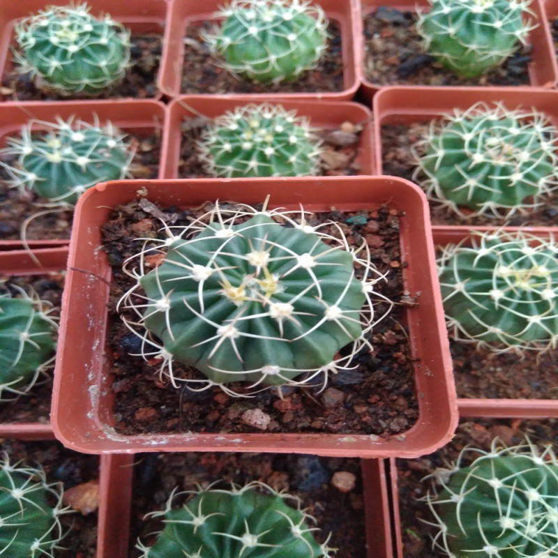 漳州仙人球批发 实生凌波仙人球 开花仙人球多肉组合盆栽满包邮