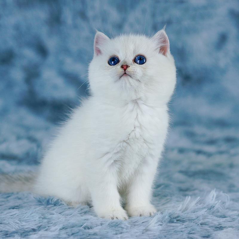 纯种英国短毛猫银点渐层蓝眼银渐层幼猫活体猫咪折耳猫宠物猫