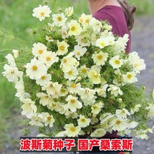 淡黄色波斯菊种籽四季春夏盆栽花草国产桑索斯柠檬格桑花卉种子孑