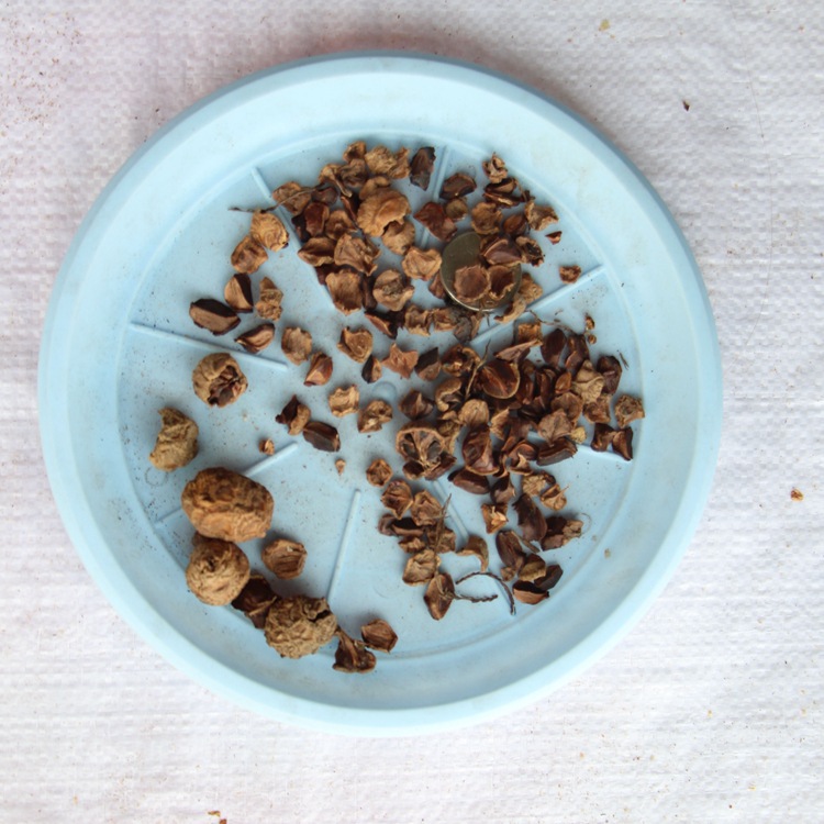 新采池杉种子 厂家直销 池杉种子 水杉种子 品种 绿化苗木