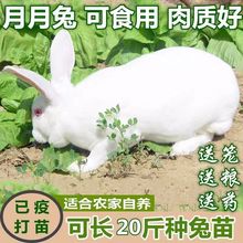 巨兔兔子活物月月兔小白兔比利时大型肉养兔苗可长20斤